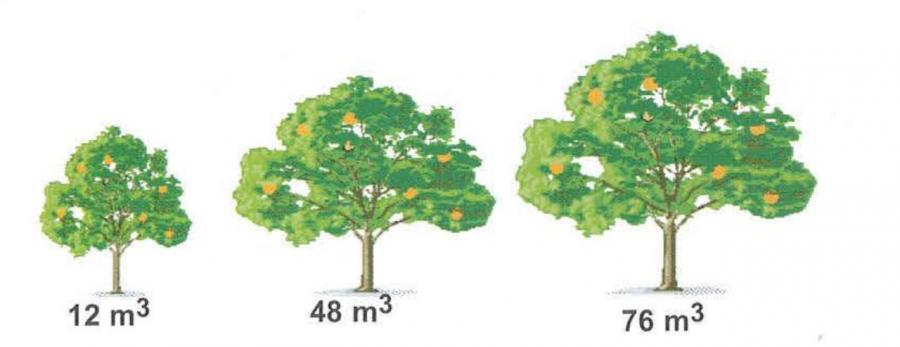 Pomelos - Développement moyen des arbres