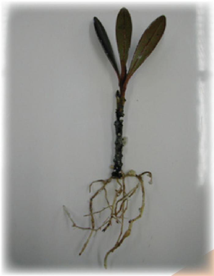 Xanthostemon - Bouture