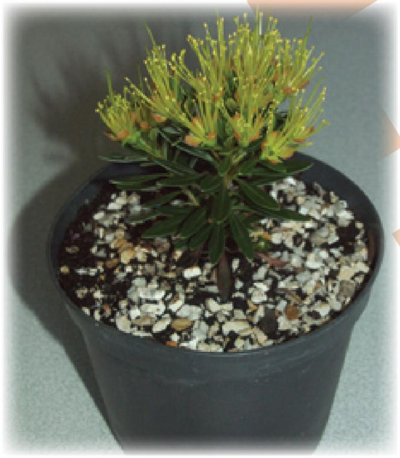 Xanthostemon - En pot