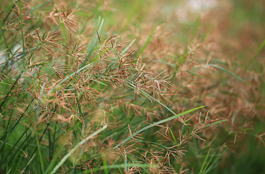 Herbe à oignon Cyperus rotundus peut envahir les champs d'oignons