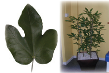 Feuille et pot d'Acropogon jaffrei