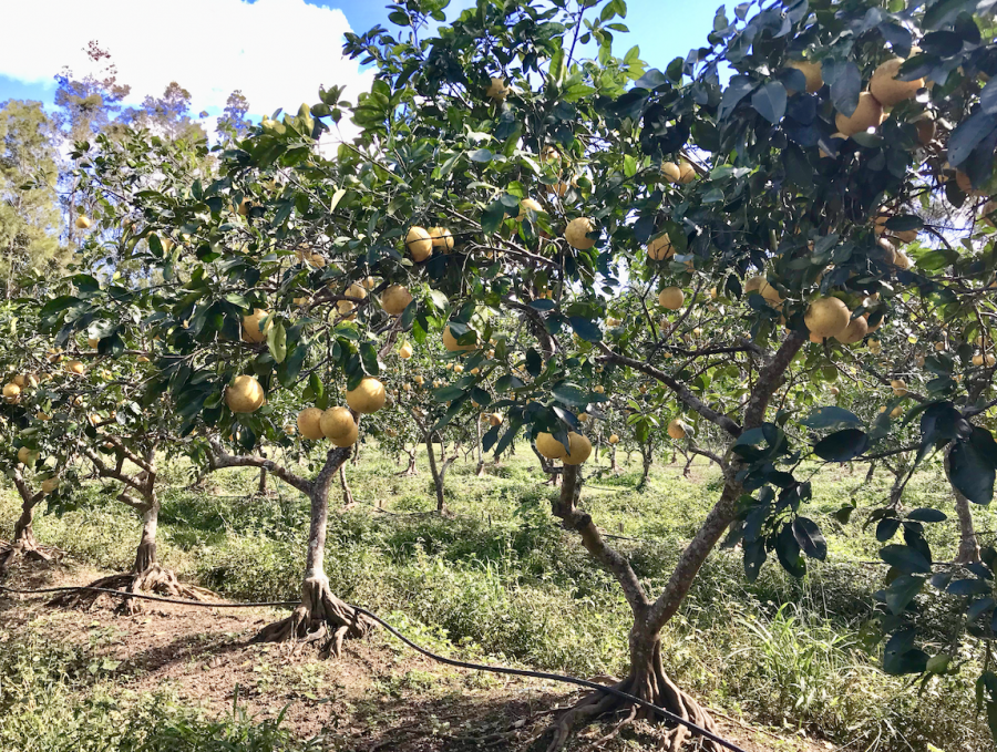 Verger de pomelos, station IAC de Pocquereux