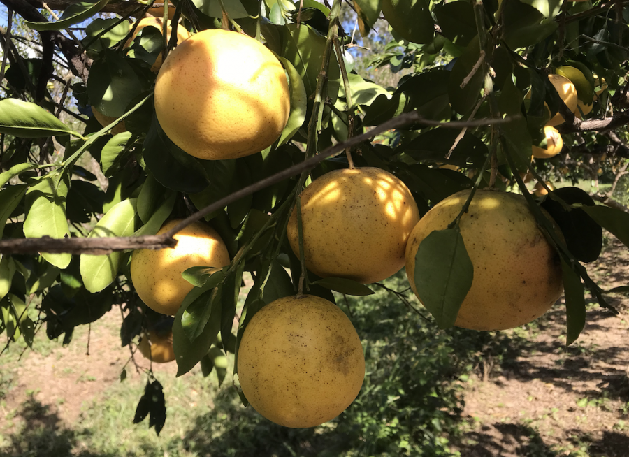 Pomelos de la station IAC de Pocquereux