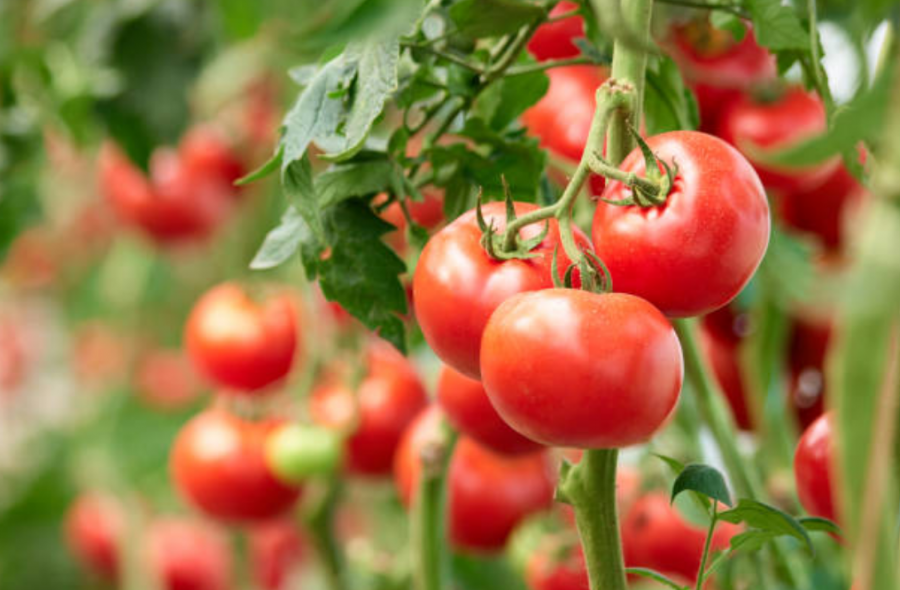 Grappes de tomates