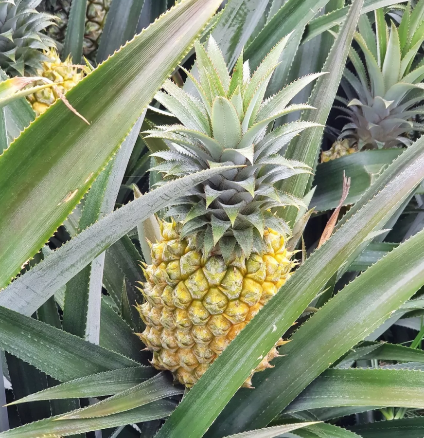 Ananas