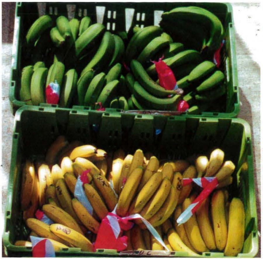 Bananes - Banane mûrie artificiellement