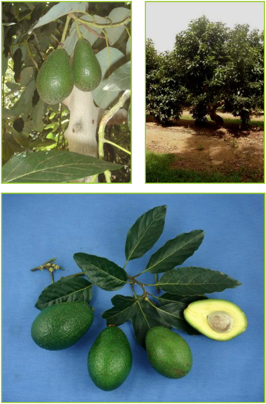 HELEN : Variété Tardive