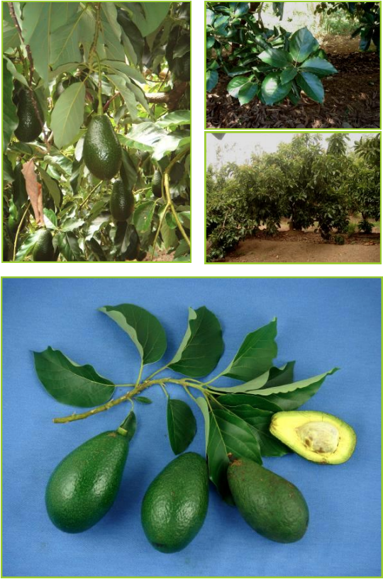 NISHIKAWA : Variété tardive