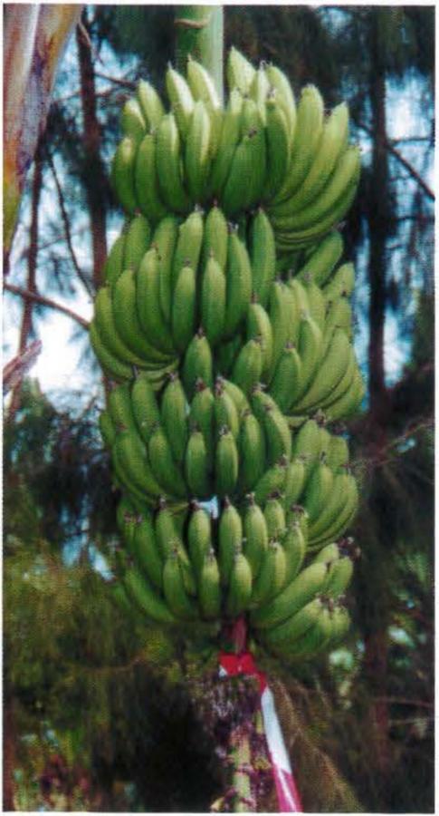 Bananes - Régime de bananes