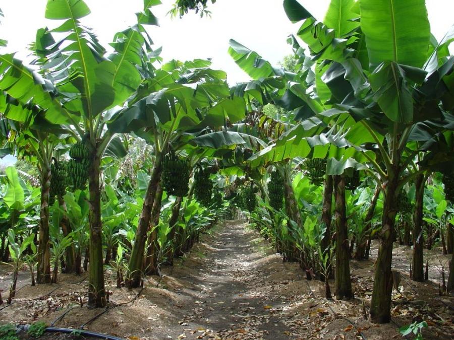 Des bananes cultivées… dans les Pyrénées-Orientales