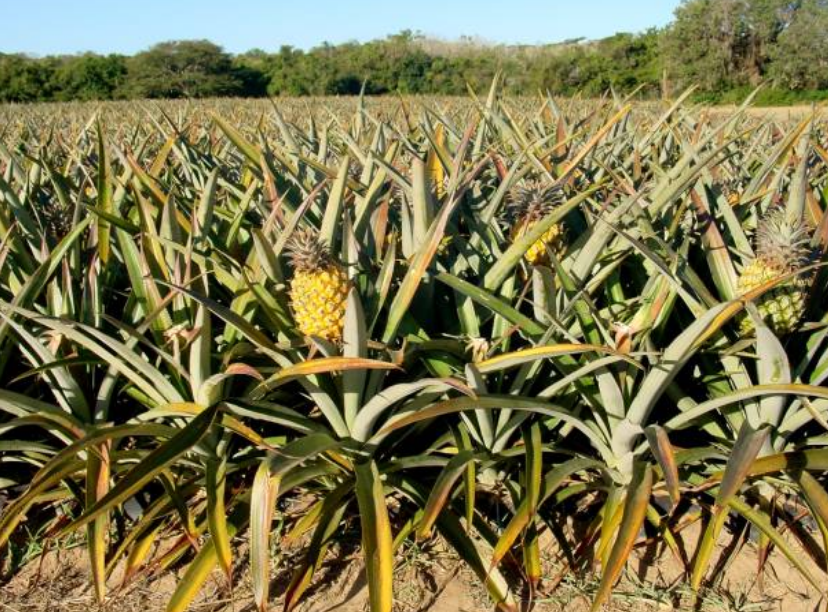 Champ d'ananas