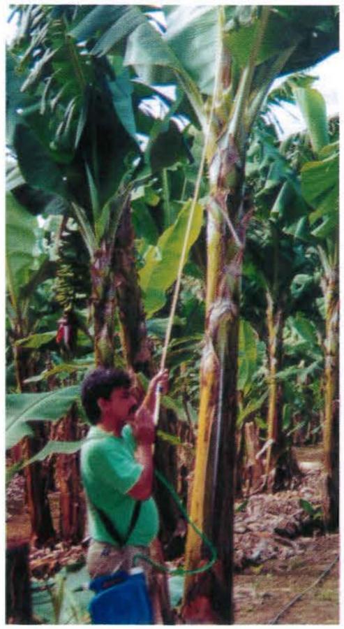 Bananes - Traitement insecticide