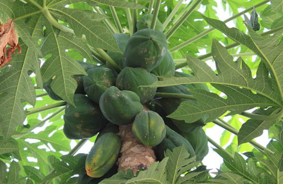 Grappes de papayes
