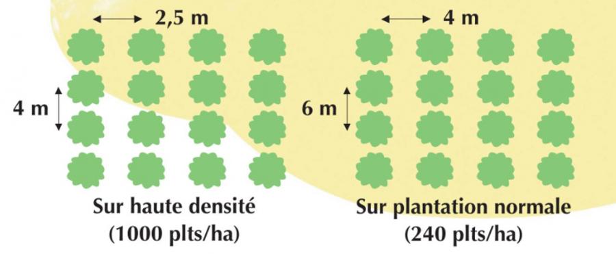 Agrumes - Plantation