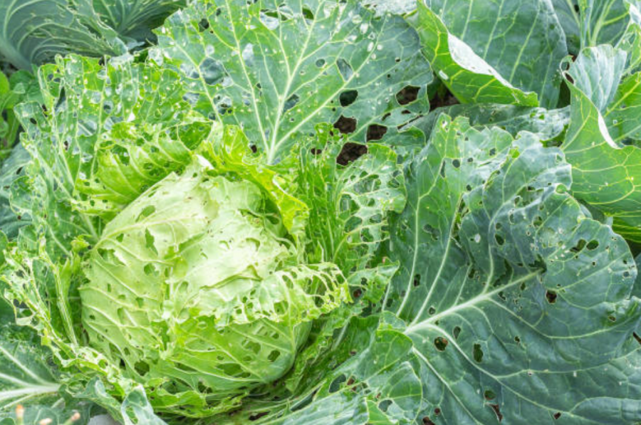 Chou non traité contre les chenilles