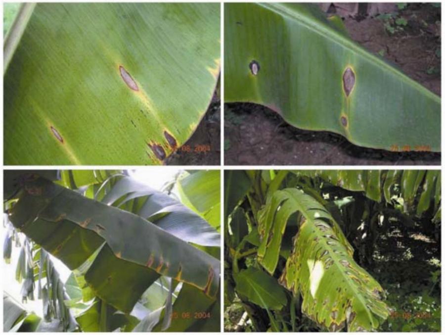 Bananier - Cordana spp - Septoria spp