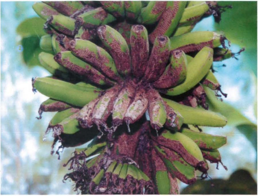 Bananes - Pyrale