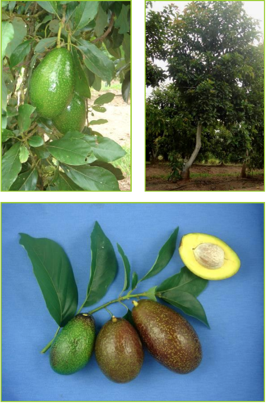 TAHITI 15 : Variété précoce