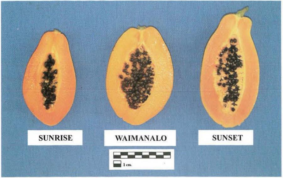 Différentes variétés de papaye ©IAC - D.Paulaud