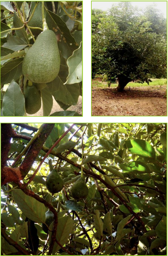 NOWELS : Variété de saison