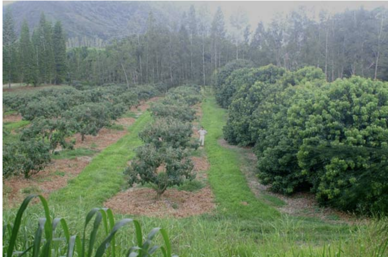 Parcelle litchis avant (16 janvier 2003) le passage du cyclone Erica. A gauche arbres taillés depuis 2000, à droite témoins non taillés du même âge de 14 ans (F. Mademba-Sy).