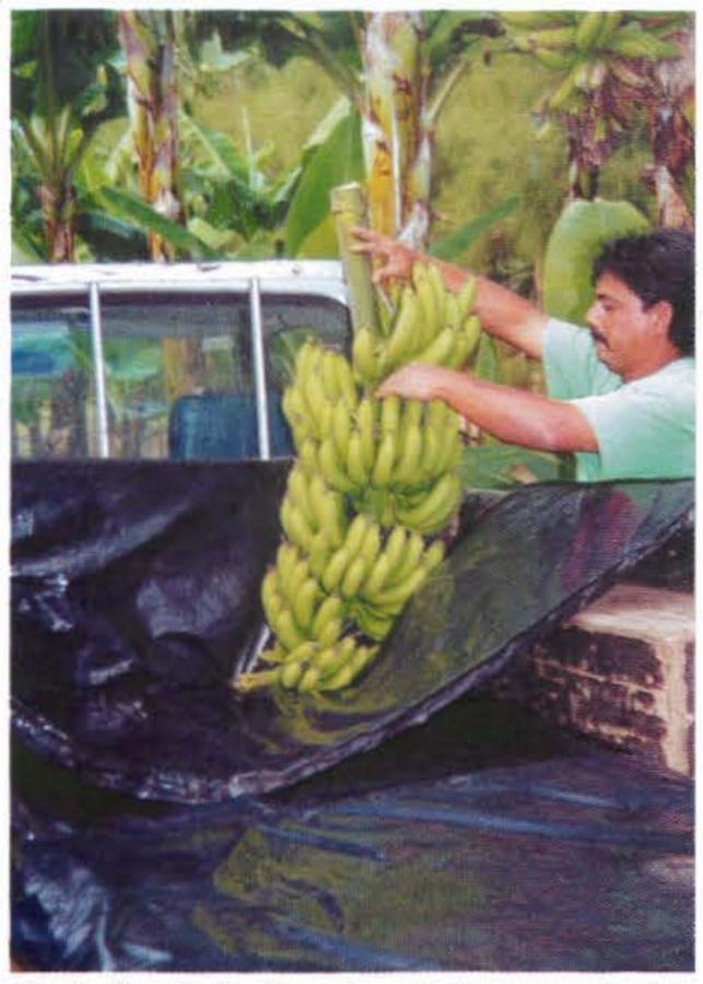 Bananes - Protection des régimes
