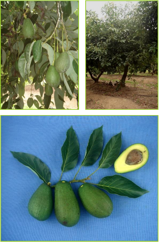 FUERTE : Variété de saison
