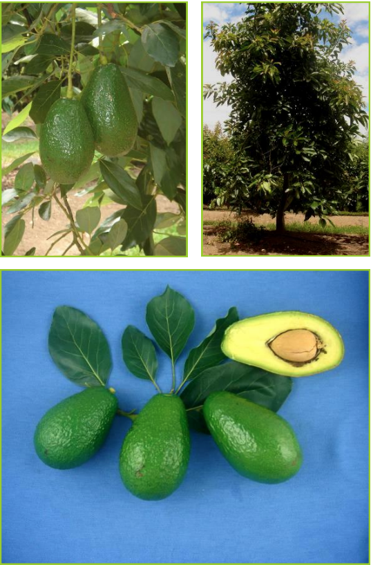 HALL : Variété de saisonHALL : Variété de saison