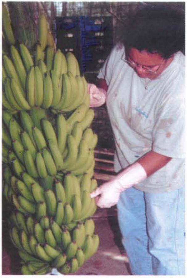 Bananes - Epitillage