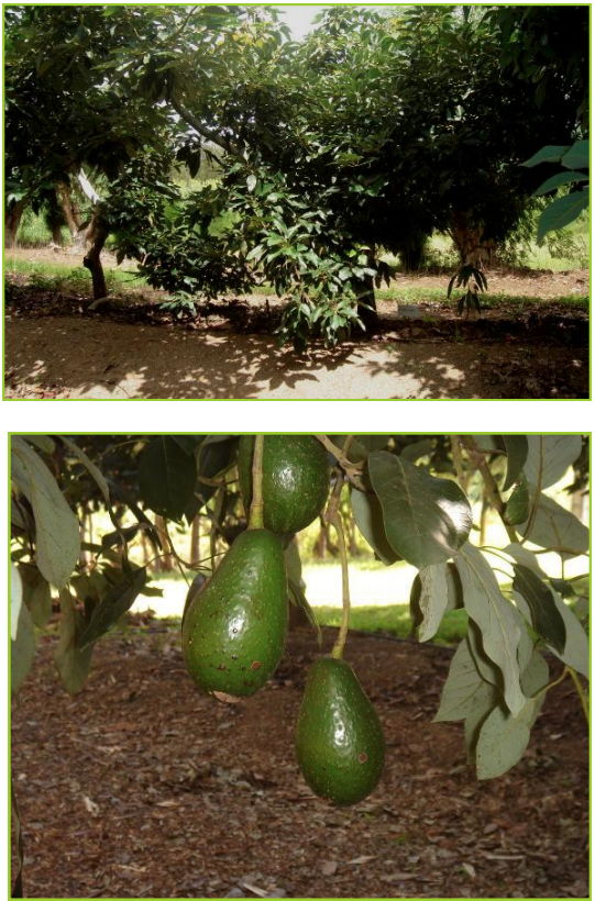 EDRANOL : Variété de saison