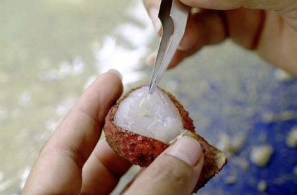 Infestation artificielle de larves dans un litchi (R. M. M’Bouéri).
