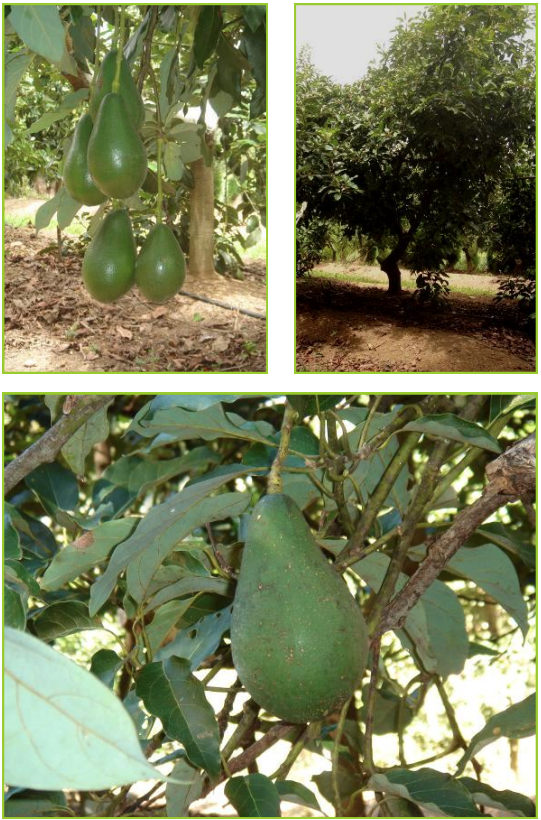 RINCON : Variété de fin de saison