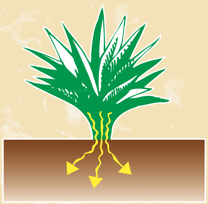 Ananas - Arrêt fertilisation