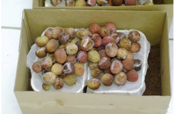 Mise en émergence des fruits après traitement de 12 jours à 1°C (S. Cazères).
