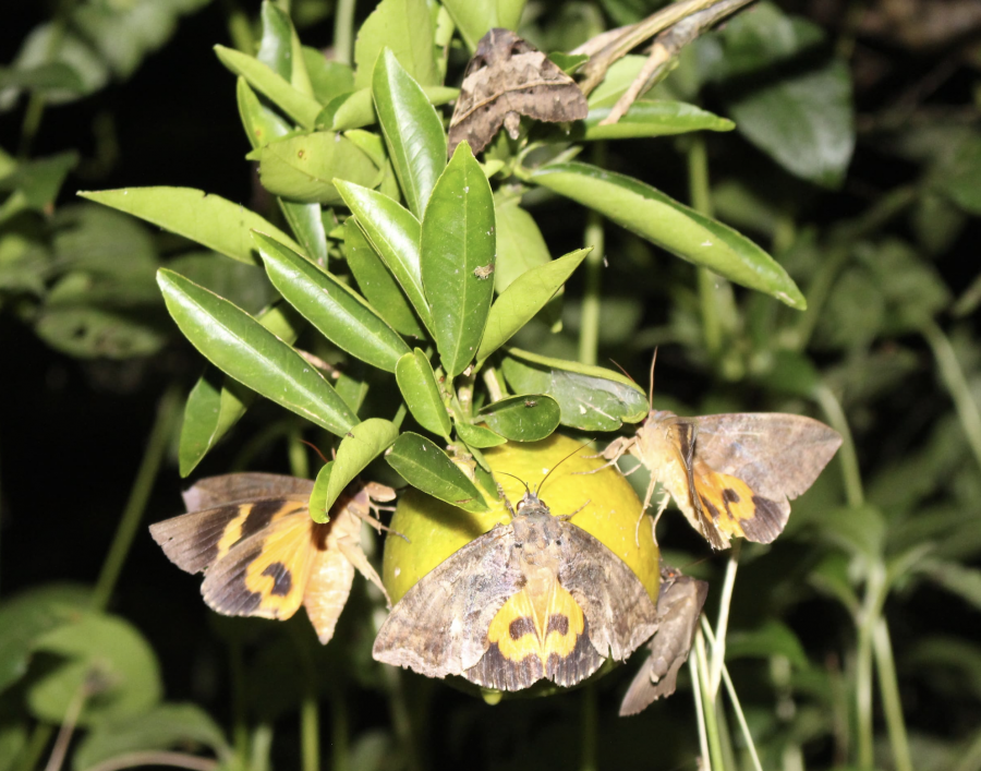 Attaque par le papillon piqueur de fruits au verger d'agrumes de la station de recherche agronomique de l'IAC, Pocquereux ©IAC - L. Leroy