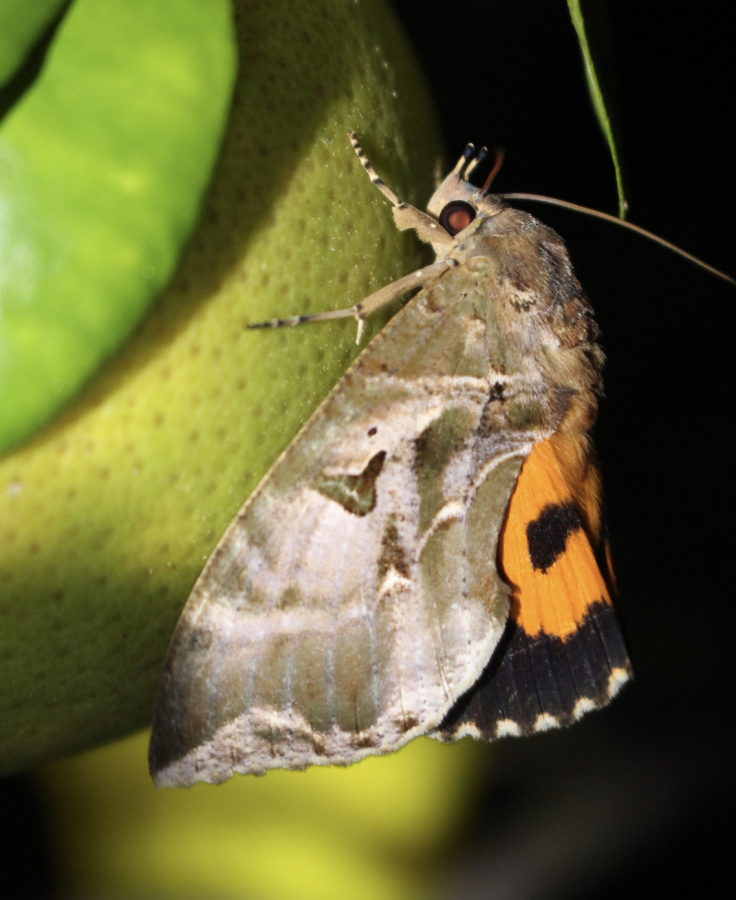 Adulte femelle. Papillon piqueur de fruits mâle ©IAC-L. Leroy