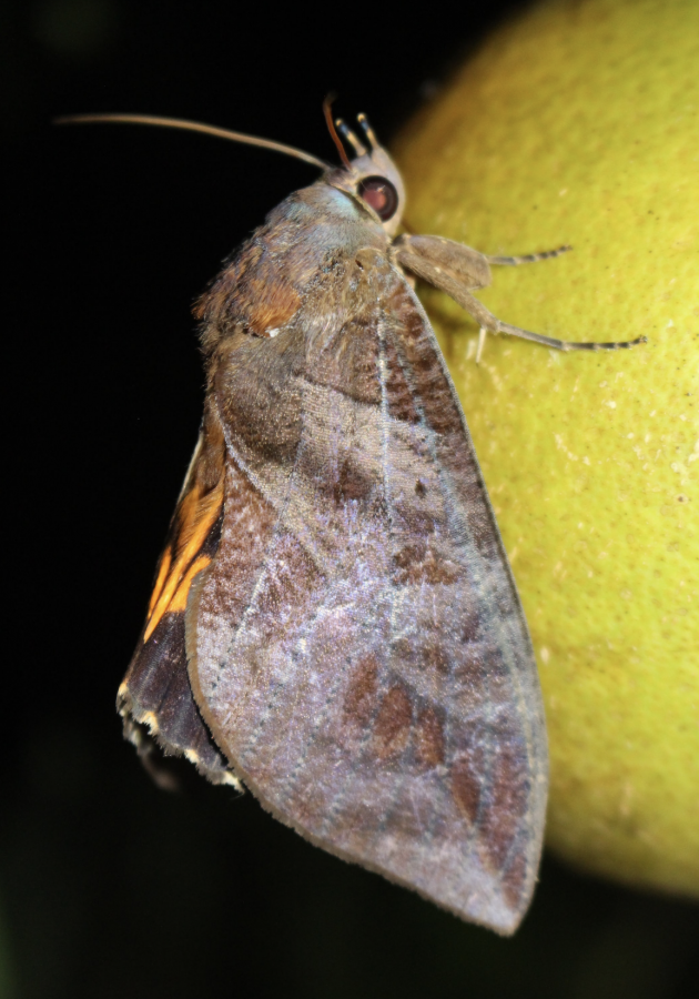Adulte mâle. Papillon piqueur de fruits mâle ©IAC-L. Leroy
