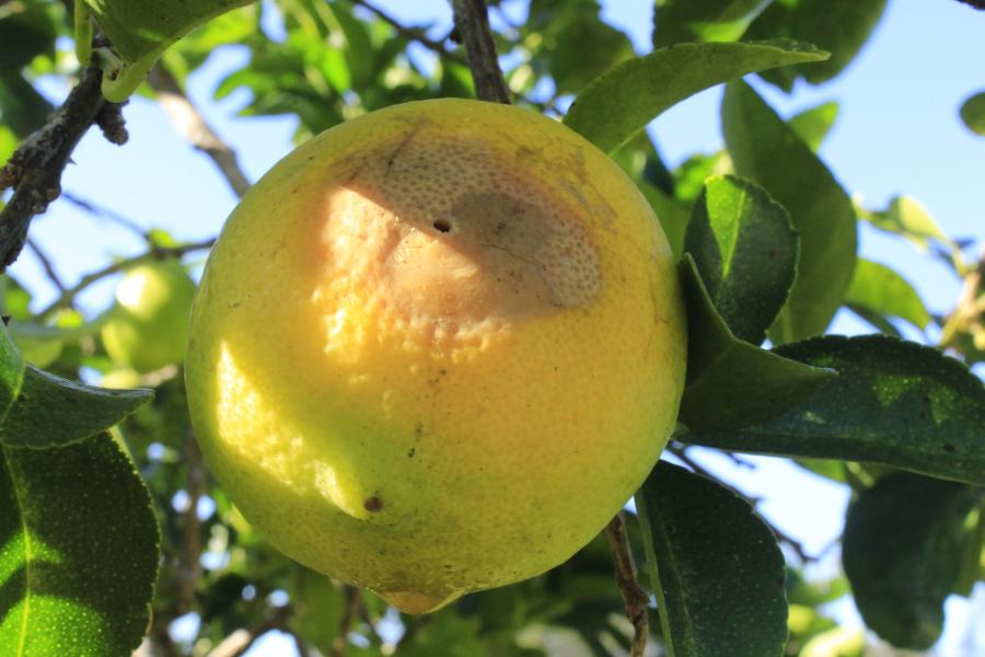 Piqûres de papillon piqueur sur pomelos ©IAC - L. Leroy