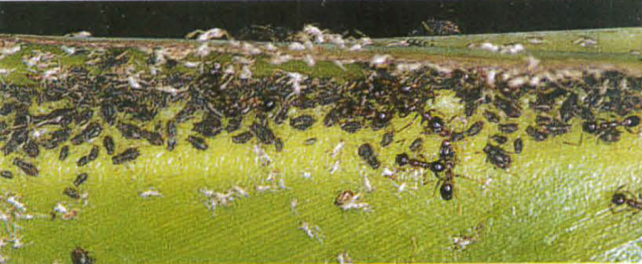 Colonie de puceron du bananier Pentalonia nigronervosa (Aptères, mues blanches et fourmis protectrices). Photo D. Paulaud