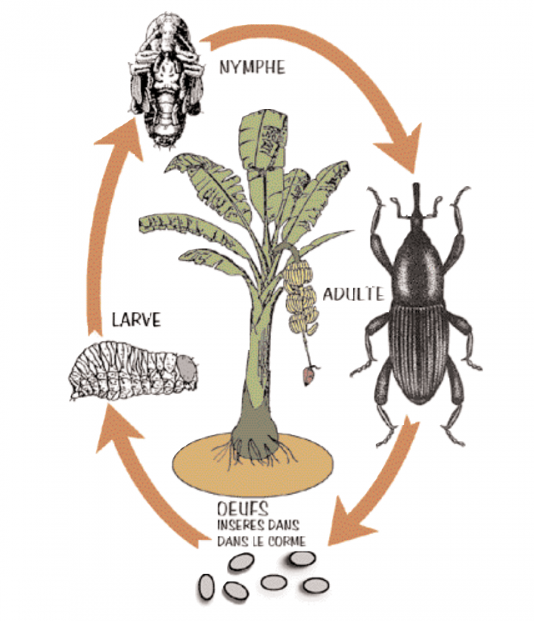 Le cycle de vie du charançon du bananier. Dessin David Paulaud.