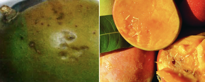 Piqûres et larves sur mangue