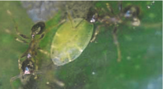 Jeune Cochenille verte sur une feuille d’agrume protégée par des fourmis de l’espèce Pheidole megacephala ©IAC - S. Cazères