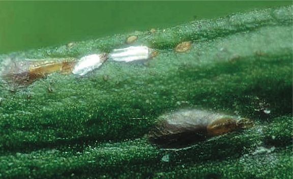 Deux mâles (cochenilles blanches) et deux femelles (cochenilles brunes) adultes de la Cochenille des Agrumes, ainsi que des crawlers ©IAC - S. Cazères