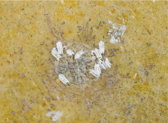 Spécimens de la Cochenille des Agrumes parasités par des micro-hyménoptères, dont on remarque les trous d’émergence