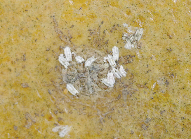 Spécimens de la Cochenille des Agrumes parasités par des micro-hyménoptères, dont on remarque les trous d’émergence