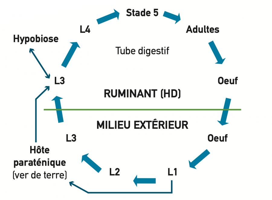 Cycle de d'Œsophagostomum radiatum ©IAC