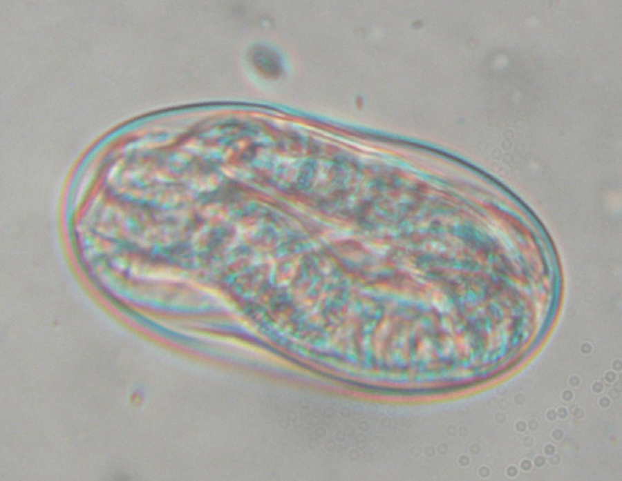 Œuf de Strongyloïde contenant une larve L1 ©IAC, LNC
