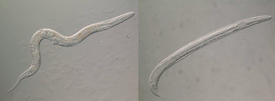 Strongyloïdes ratti spp adulte mâle (à gauche) et femelle (à droite) ©Mark E. Viney, James B. Lok, www.wormbook.org