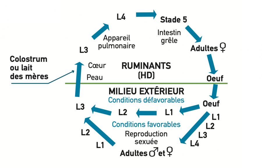 Cycle des Strongyloïdes. Modifié d’après la version de l'École vétérinaire de Lyon