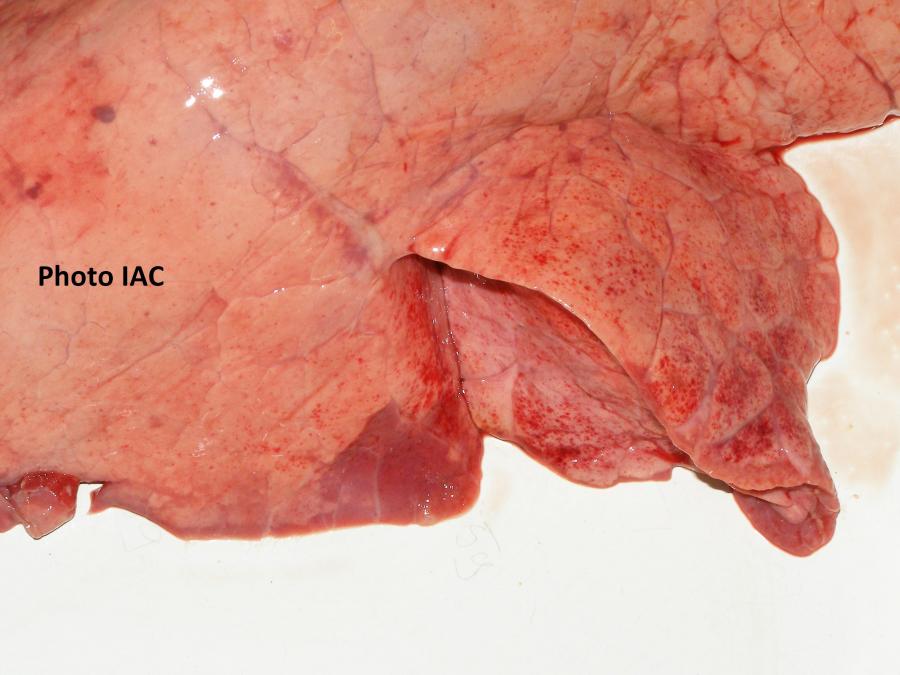 Lésions pulmonaires provoquées par Ascaris suum ©IAC